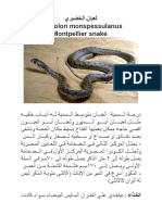 ثعبان الخضيريMontpellier Snake
