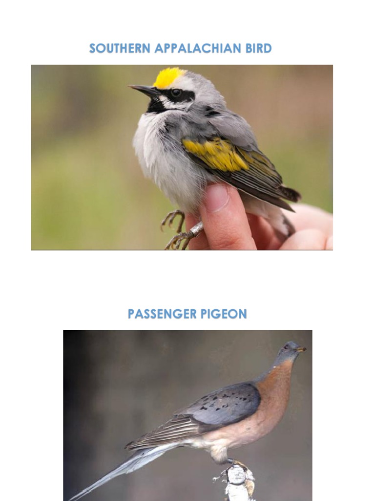 Extinct Species of Southern Appalachia | PDF