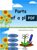 Parts of A Plant