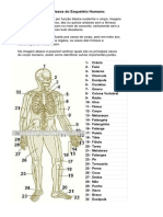 Principais Ossos Do Esqueleto Humano