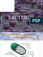 Bacterias