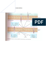 Rotas Metabolicas