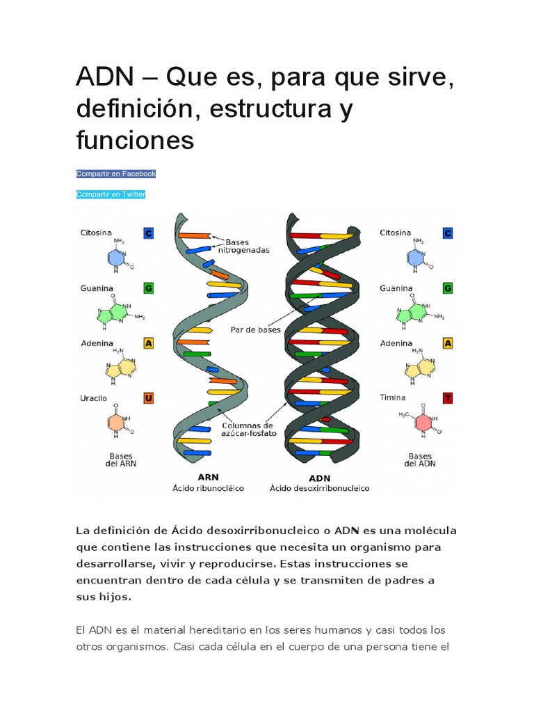 ADN – Que es, para que sirve, definición, estructura y funciones | Adn ...
