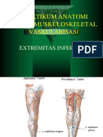 Vaskularisasi Extremitas Inferior