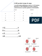 PLANSA Hematologie