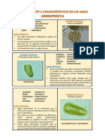 Características y clasificación de las algas Ochrophyta, Rhodophyta y Chlorophyta