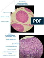 MICROSCOPIA CORREGIDAhhcxbnm