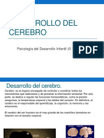 01 Desarrollo Del Cerebro