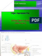 ANATOMI KBK 8. Organ Reproduksi Pria