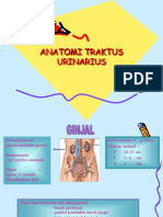 Anatomi Traktus Urinarius