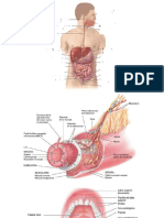 Anatomia SD