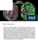 Mitosis y Meiosis