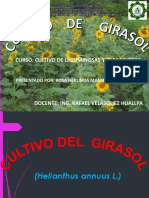 Cultivo-Del-Girasol[1]