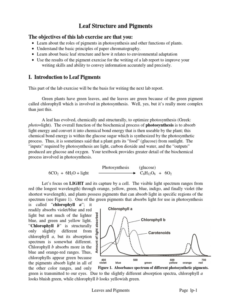 Leaves and Pigments PDF | PDF | Chlorophyll | Photosynthesis