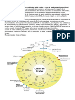 Resumen Ciclo de Krebs.docx