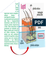 La Capa Más Profunda de La Piel