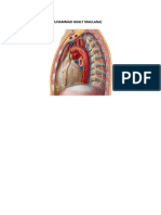 Upper Respiratory Tract