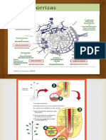 estructura endomicorrizas