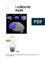 Resumen Ptacion Modulo FFEE y LOBULOS FRONTALES