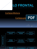 Ova Lobulo Frontal - PPSX