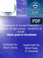 Meriz Goat in Kurdistan: Department of Animal Production - Faculty of Agriculture - University of Duhok