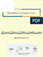 Praktikum-Original Identifikasi-nyamuk Culex