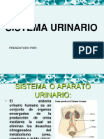 Sistema Urinario 2