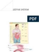 Digestive System