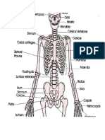 Nama Organ Tubuh