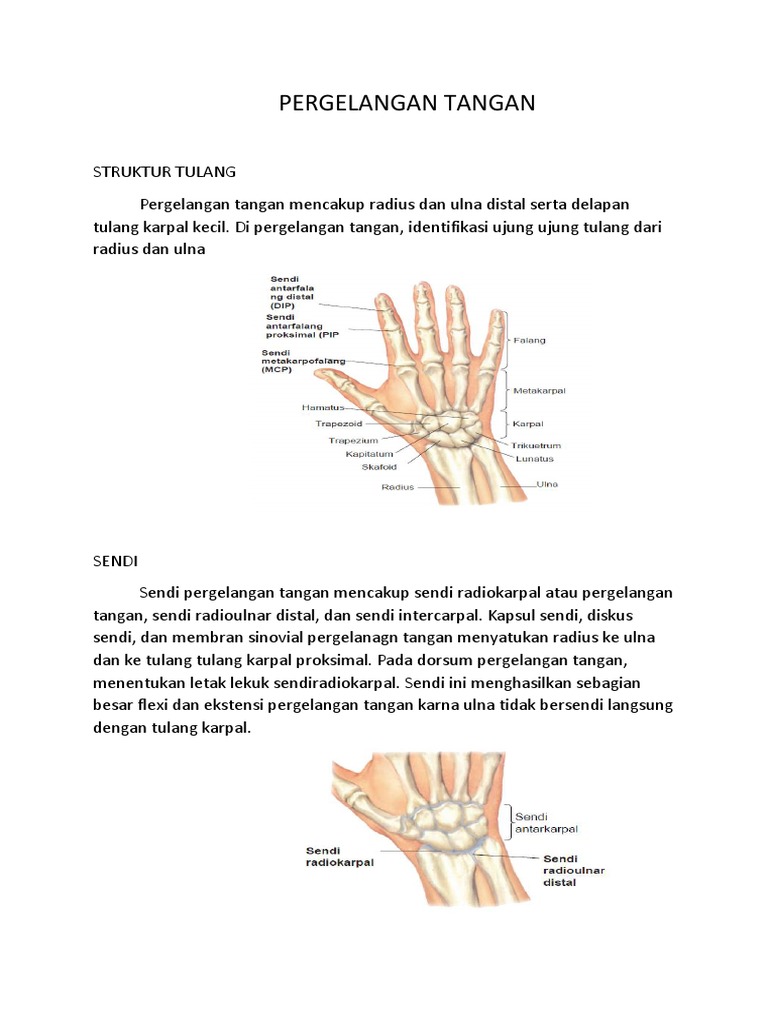  anatomi  pergelangan  tangan 