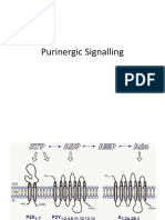 Purinergic Signalling