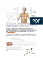 El Sistema Nervioso