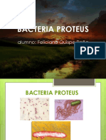 Bacteria Proteus Terminado