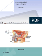 Anatomi Fisiologi Reproduksi Pria