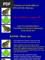 Download Struktur Dan Fungsi Organ Katak by nina SN367622581 doc pdf