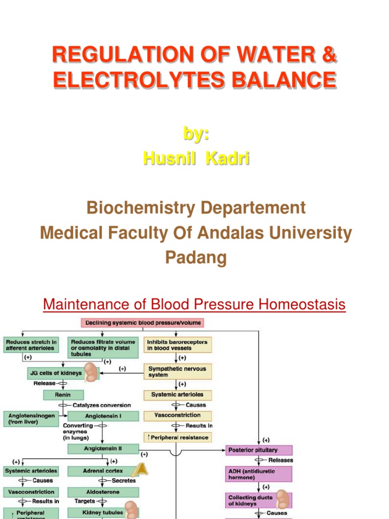 Water and Electrolyte Regulation Overview | PDF | Edema | Homeostasis