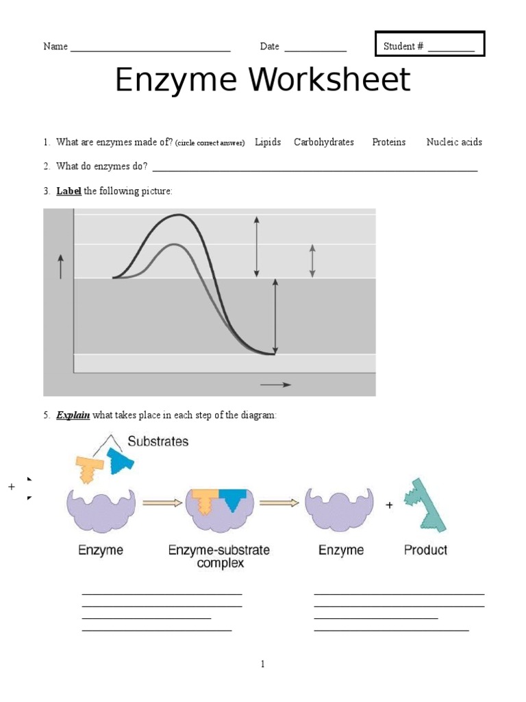 Unit 1 Enzyme Worksheet 1
