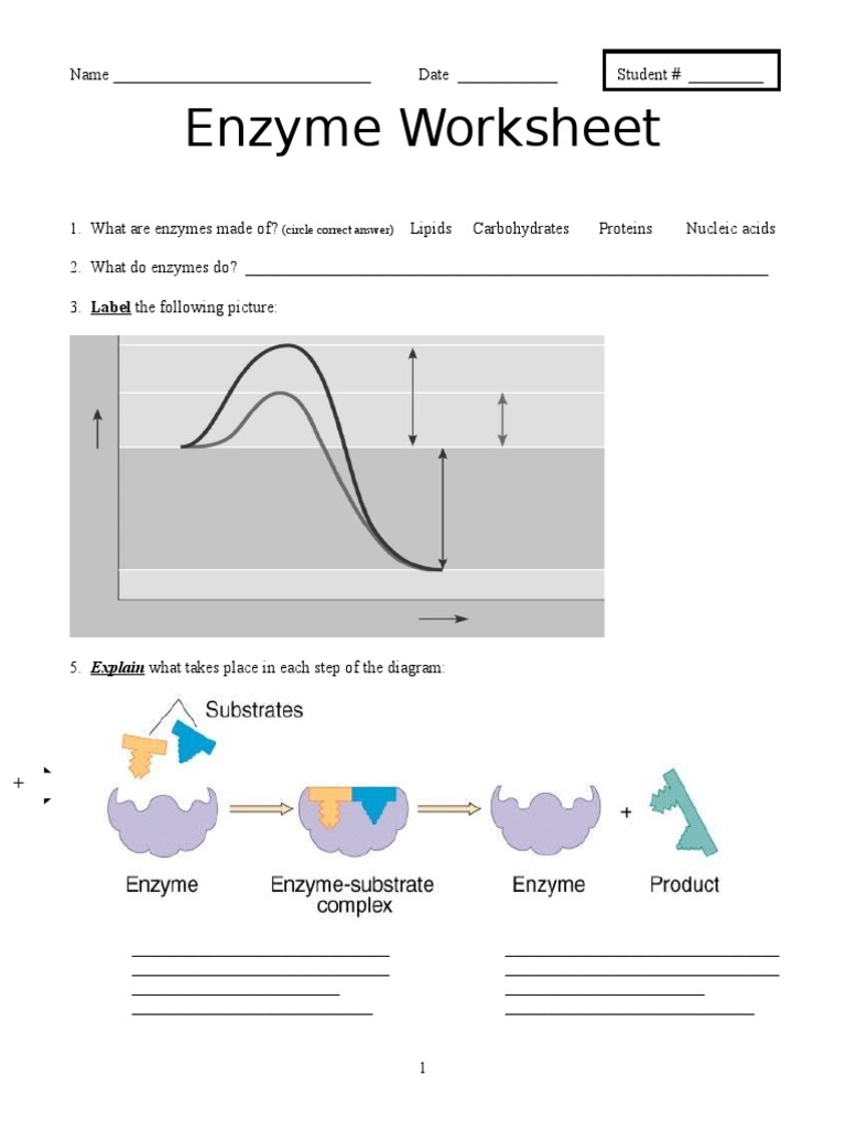 unit-1-enzyme-worksheet-pdf