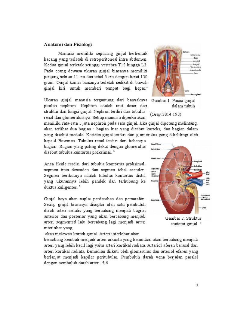 Download 770 Koleksi Gambar Ginjal Sepasang Paling Baru Gratis HD