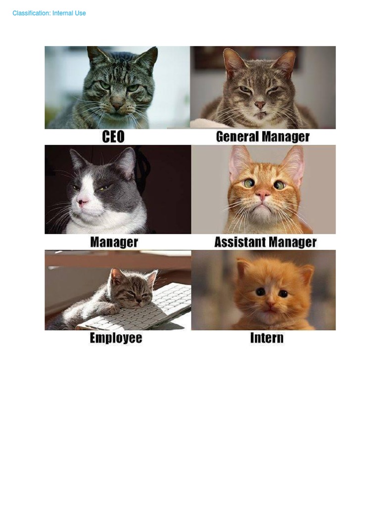 Cats 0e92 42f2 Bcba 43455143d4a1 Original | PDF