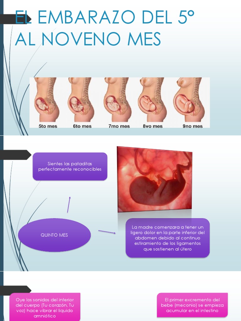 Quinto Mes Bebe De Un Mes De Embarazo Desarrollo Embrionario Bb