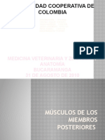 Musculos de Los Miembros Posteriores