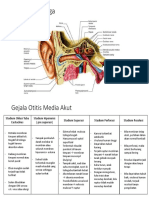 Anatomi Telinga & Gejala Stadium
