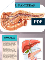 Pancreas