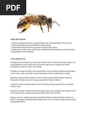 Ciri Ciri Lebah Pdf