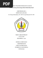 Download Laporan Praktikum Budidaya Bawang Merah dengan Mulsa Plastik Hitam Perak by Teddy AF SN367768557 doc pdf