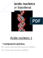 Acids Nucleics 1 Composicio Quimica