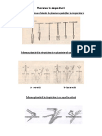 Fisa Plantarea in Despicatura