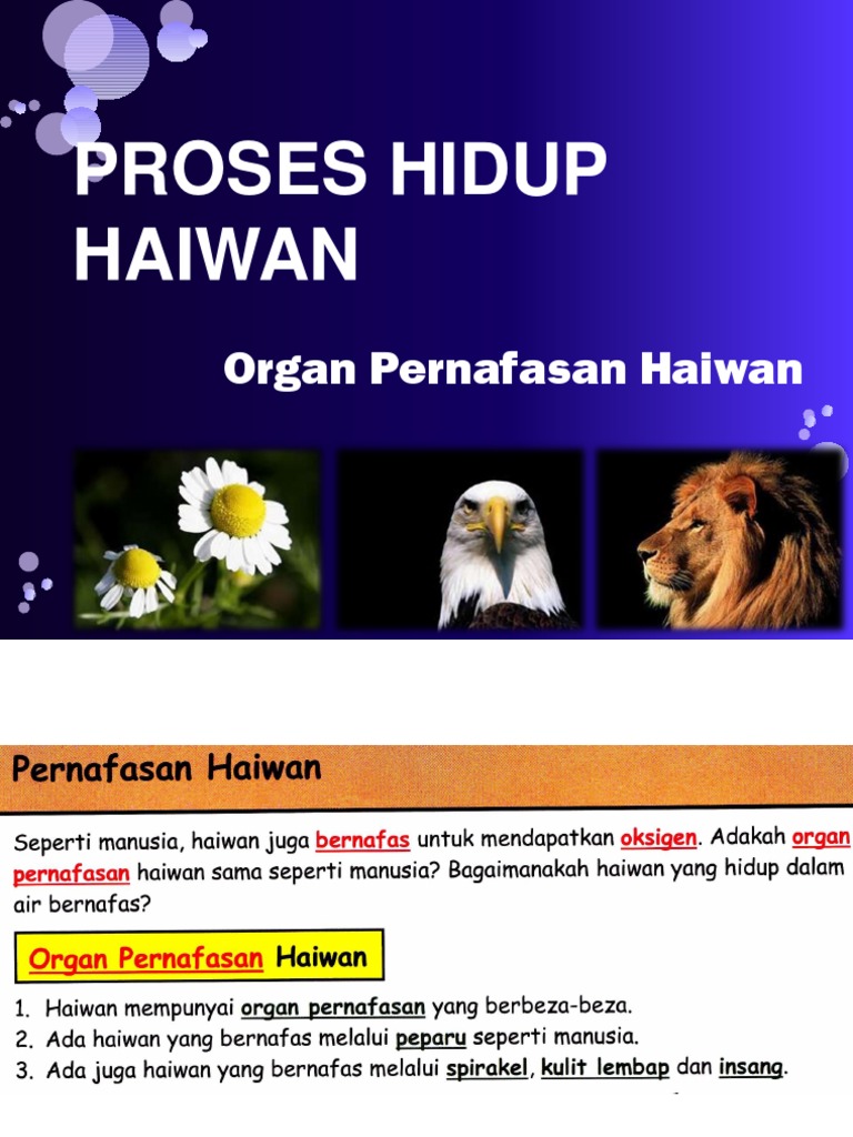4 1 Organ Pernafasan Haiwan Pdf