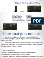 sistem saraf pada manusia